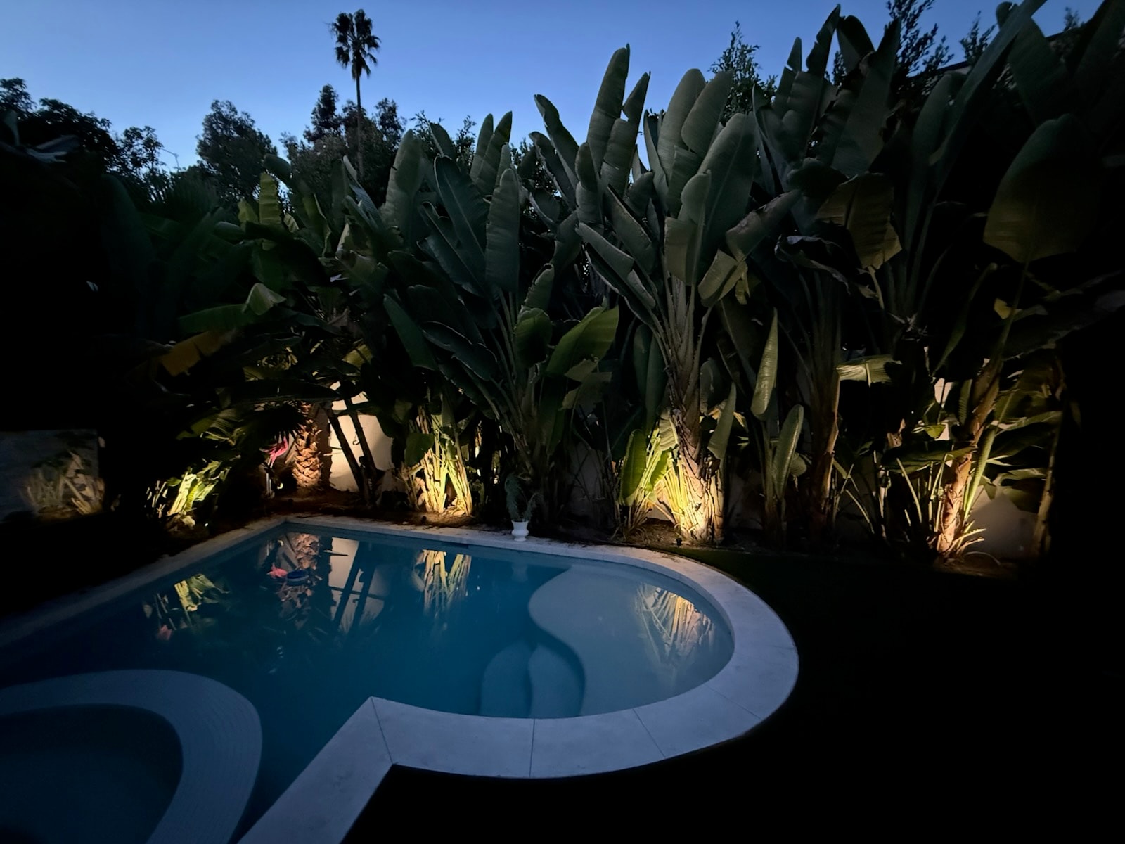 Nighttime poolside landscape with lush tropical planting and uplighting